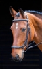 Shires Salisbury Berkeley Bridle (RRP Â£95.99)